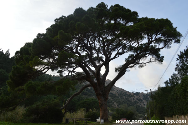 Il pino secolare a Porto Azzurro pino di monserrato porto azzurro