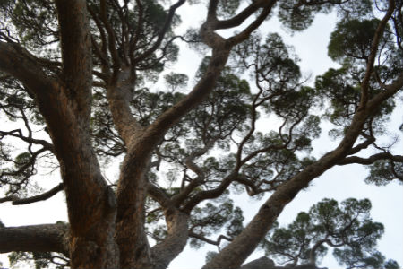 pino secolare di porto azzurro